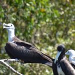 Frigate bird