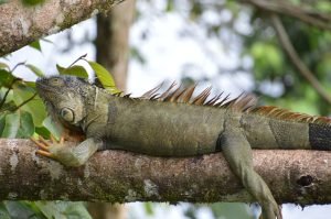 iguana