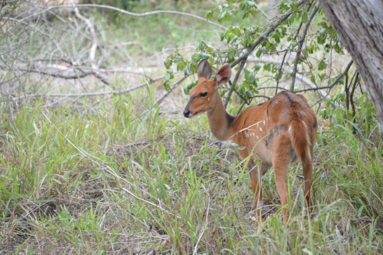 Steenbok